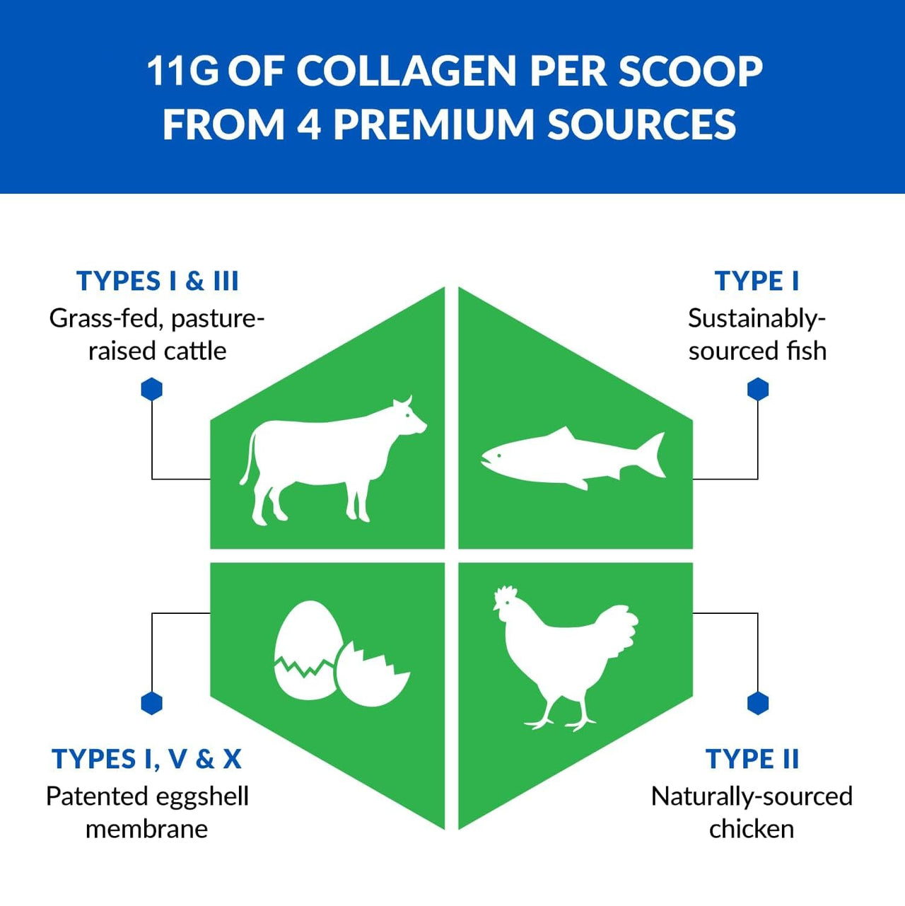 BioTrust Ageless Multi Collagen Peptides Powder – 5 Types (I, II, III, V, X) – Vanilla Collagen Powder for Women & Men – Hydrolyzed Protein – Grass Fed Beef, Fish, Chicken, Eggshell Membrane