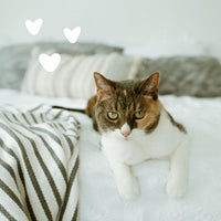 Thumbnail for earthbath, All Natural Hypo-Allergenic Cat Grooming Foam - Fragrance Free Cat Shampoo for Allergies and Itching, Cruelty Free, No Water Needed, Rub On & Towel Off, Made in USA, Cat Supplies - 4 Oz