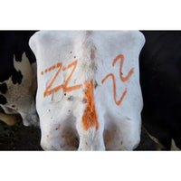 Thumbnail for All-Weather Paintstik 61022- Livestock Marker, Highly Visible, Nontoxic Paint for Marking Animal Skin, Hide, Pelt, Wet & Dry- Ideal for Cattle Heat Detection, Red (12 Pk) Made in USA