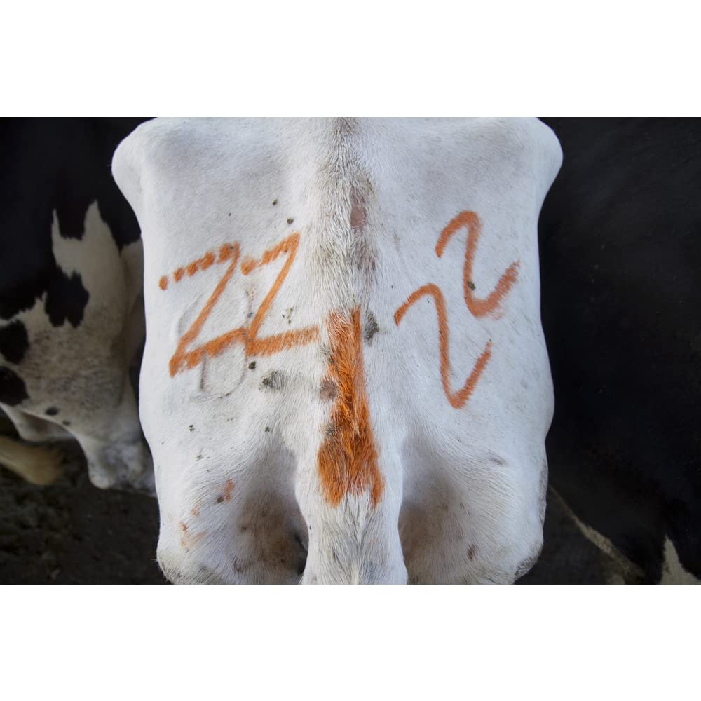 All-Weather Paintstik 61011- Livestock Marker Highly Visible Nontoxic Paint for Marking Animal Skin, Hide, Pelt Wet & Dry Ideal for Cattle Heat Detection Fluorescent Yellow (12 Pk) Made in USA