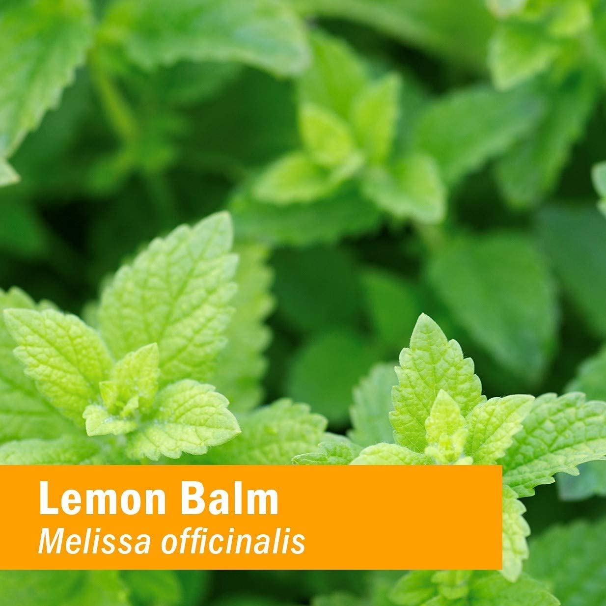 Herb Pharm Kids Lemon Balm Calm: Organic Herbal Calming Tincture for Kids, Alcohol-Free, Sugar-Free, Kid-Friendly Taste, and Non-GMO Lemon Balm Extract, Sugar-Free, Liquid Herbs, 1 oz*