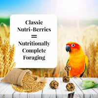 Thumbnail for LAFEBER'S Classic Nutri-Berries Conure Food, Made with Non-GMO and Human-Grade Ingredients, for Conures (Classic 10 oz)