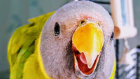 Thumbnail for JW Pet Company Activitoy Double Axis Small Bird Toy, Colors Vary