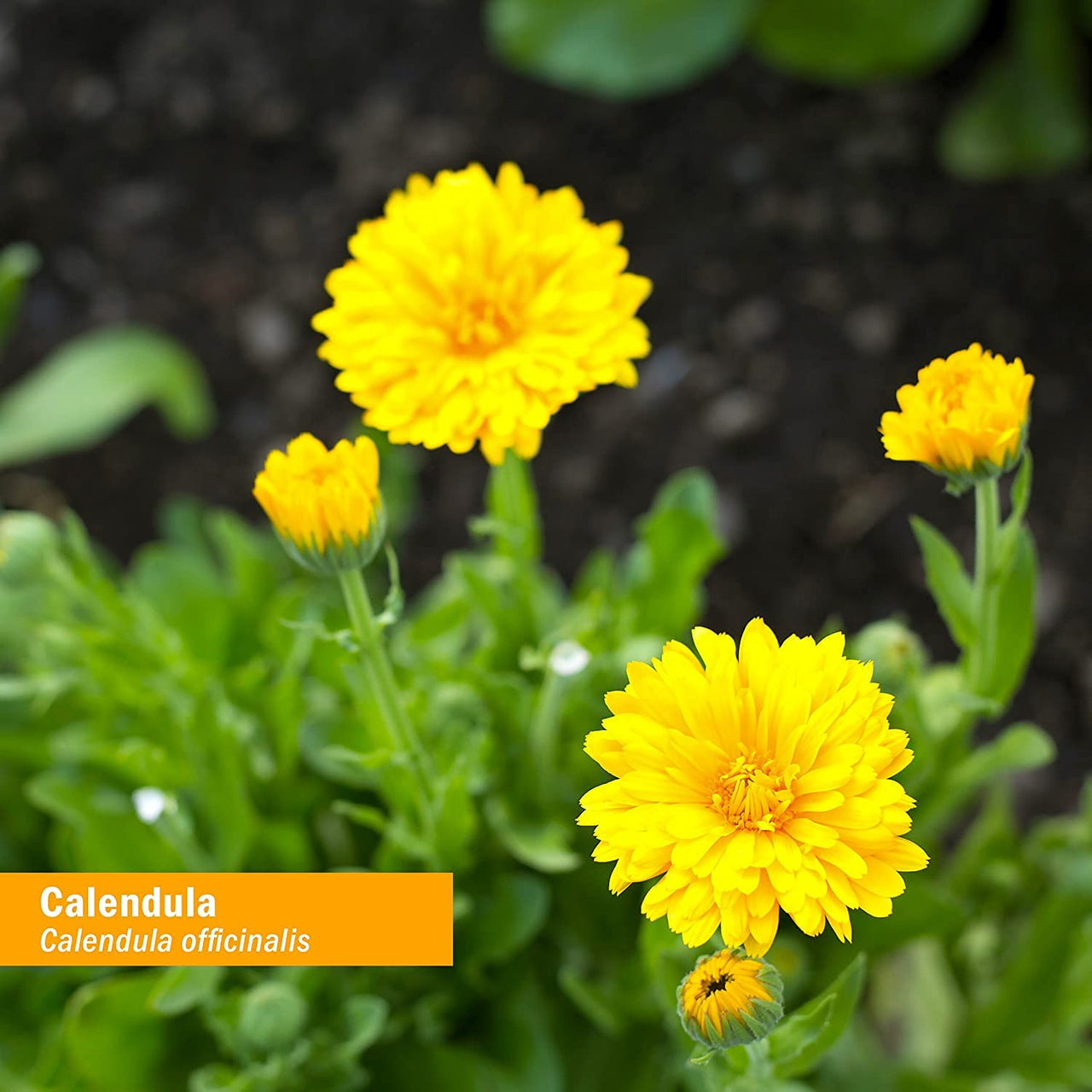 Herb Pharm Certified Organic Calendula Oil - 4 Ounce