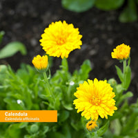 Thumbnail for Herb Pharm Certified Organic Calendula Oil - 4 Ounce