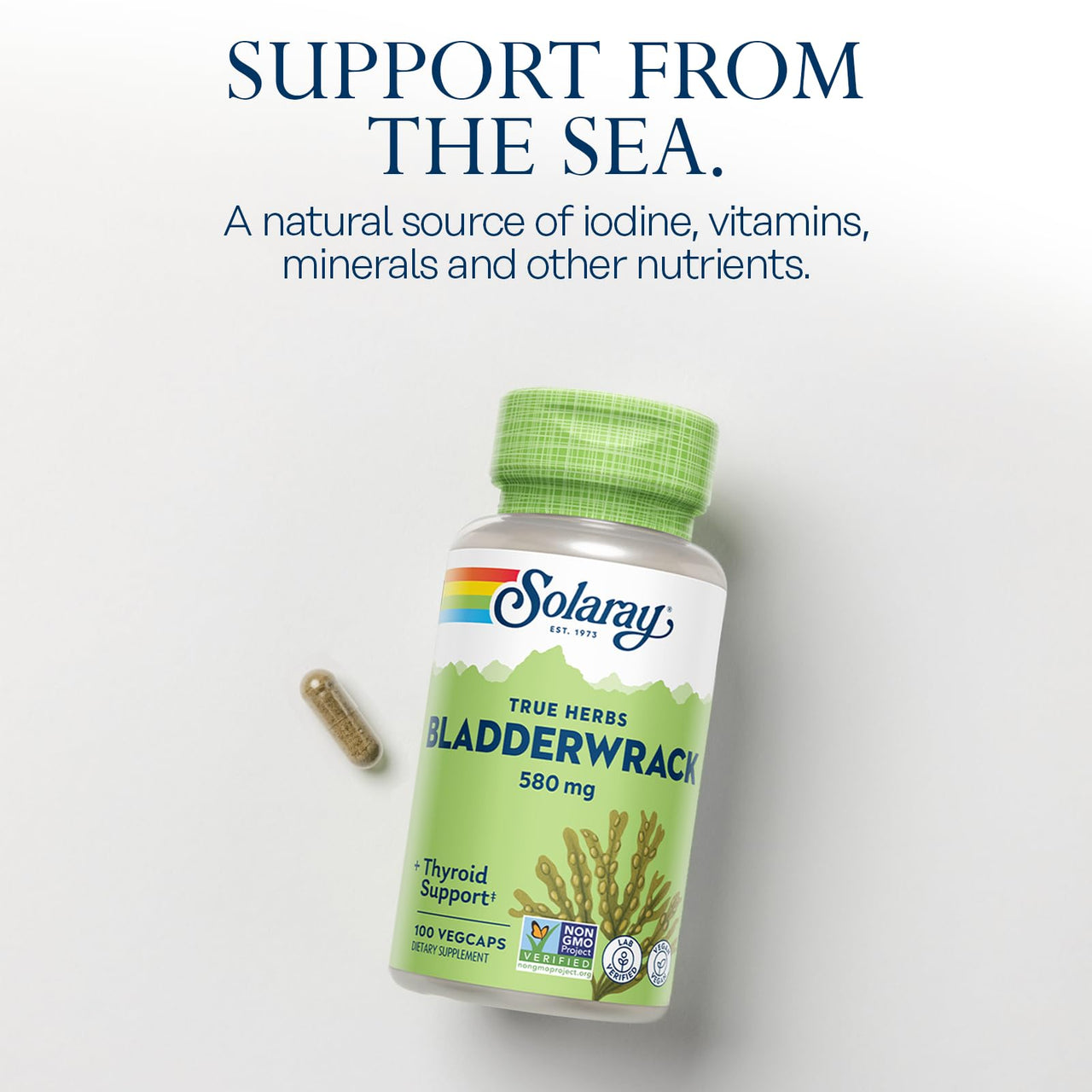 SOLARAY Bladderwrack Capsules 580 mg - Nutrient-Packed Seaweed Supplement, High in Iodine - Balanced Herbal Support - Vegan, Non-GMO, 60-Day Guarantee, Lab Verified - 100 Servings, 100 VegCaps