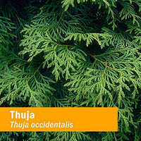 Thumbnail for Herb Pharm Thuja Branchlet Liquid Extract - 1 Ounce (DTHUJA01)