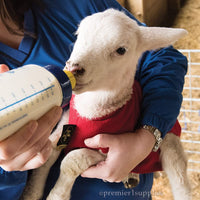 Thumbnail for Premier 1 Lamb 'N' Goat Kid Wide-Mouth Feeding Bottle (Bottle & Pritchard Teat)