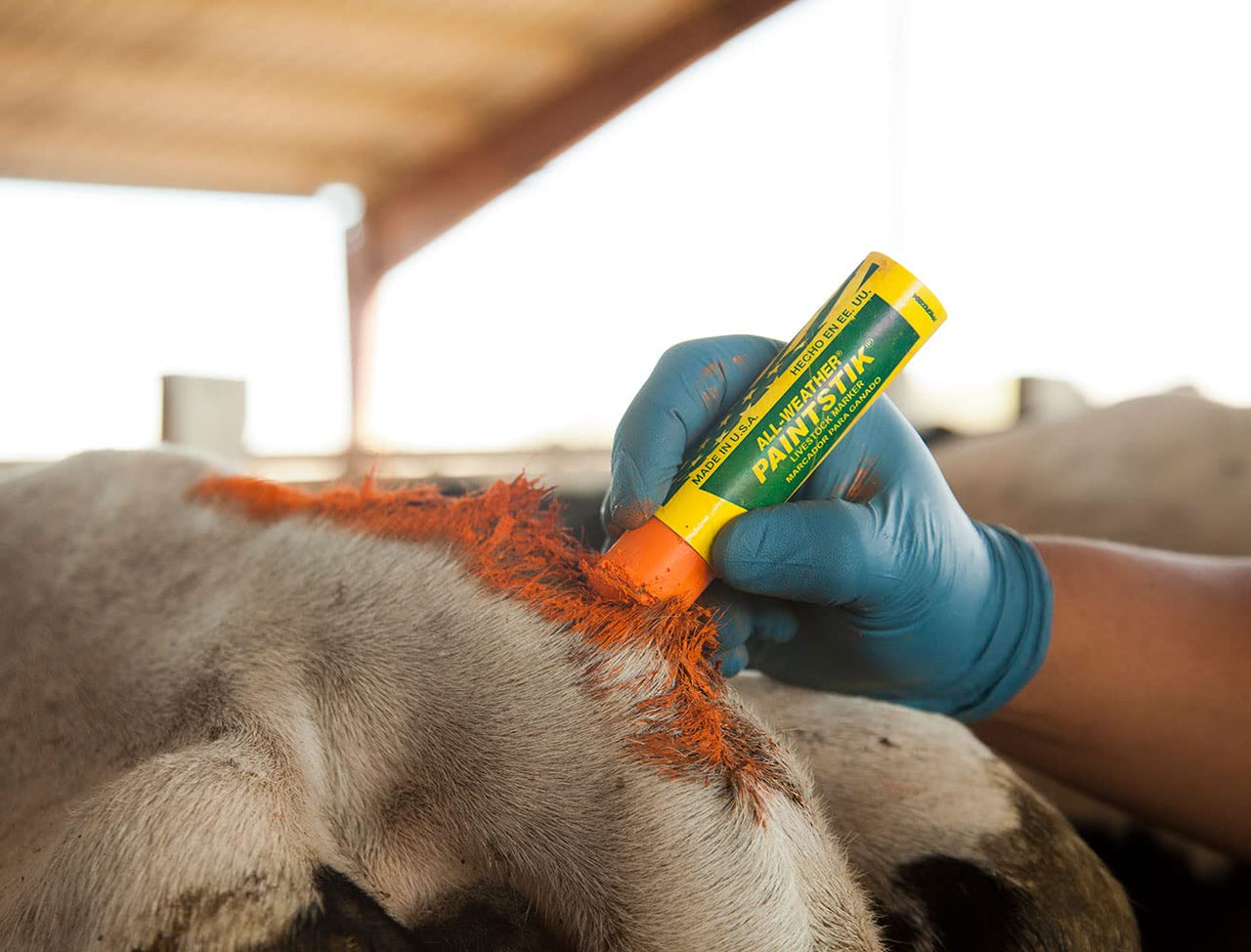 All-Weather Paintstik 61022- Livestock Marker, Highly Visible, Nontoxic Paint for Marking Animal Skin, Hide, Pelt, Wet & Dry- Ideal for Cattle Heat Detection, Red (12 Pk) Made in USA
