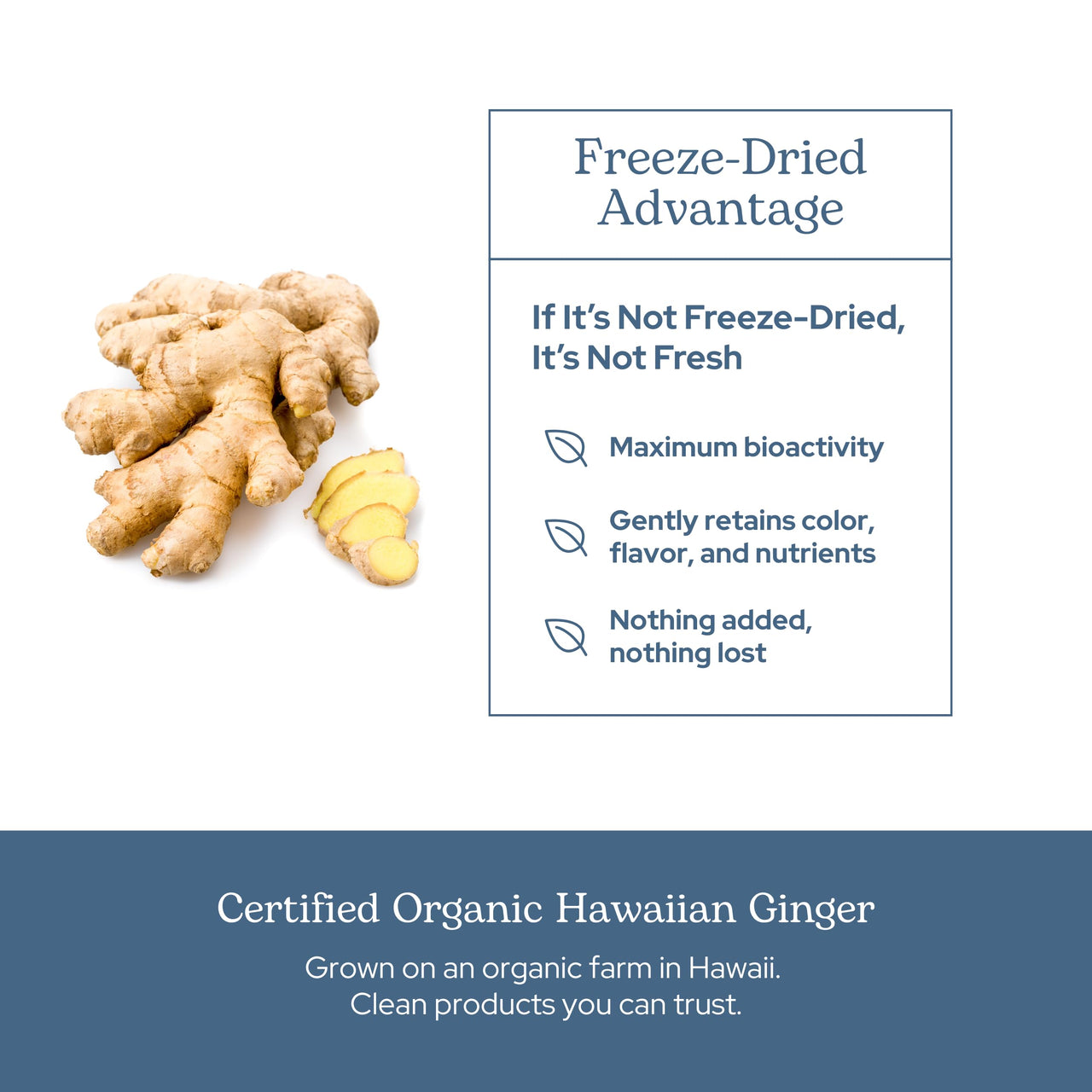 Eclectic Ginger 395 Mg Cog Fduv, Blue, 50 Count