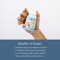 Thumbnail for Eclectic Ginger 395 Mg Cog Fduv, Blue, 50 Count