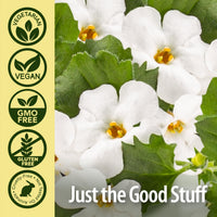 Thumbnail for Nature's Answer Bacopa Monnieri | Helps Improve Memory | NON-GMO| No Preservatives | Gluten-Free, Vegan & Vegetarian â€“ 500mg (90 Capsules)