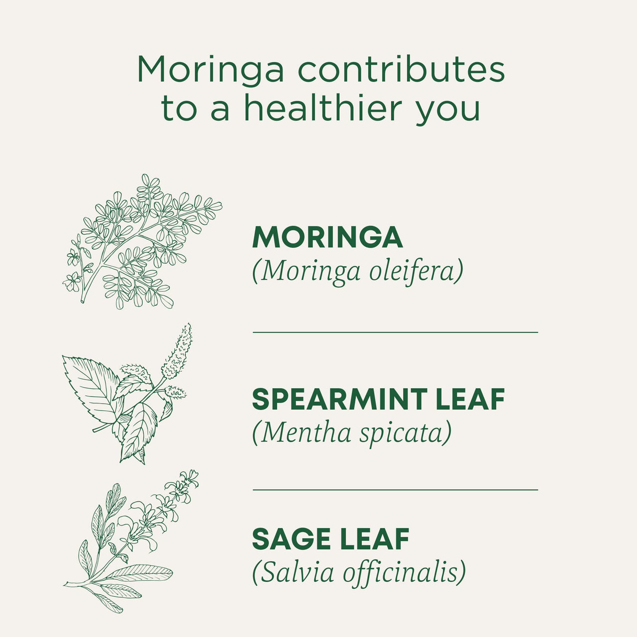 Traditional Medicinals Tea, Organic Moringa Spearmint & Sage - Everyday Wellness - Kosher, Non-GMO, Caffeine-Free - 16 Tea Bags