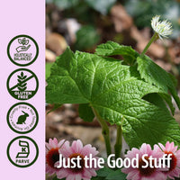 Thumbnail for Nature's Answer Echinacea and Goldenseal with Organic Alcohol, 1-Fluid Ounce