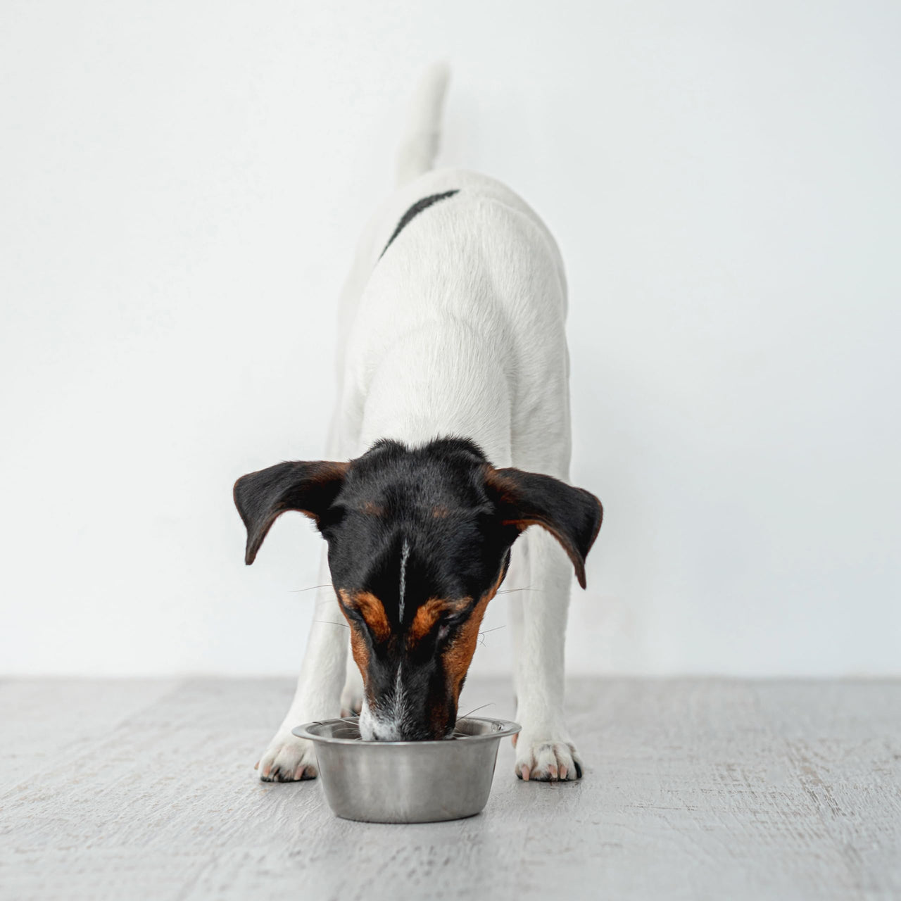SPOT Stainless Steel Mirror Finish Bowl, Durable Chew-Proof Food/Water Dish for Mini Dogs, Small Dogs, and Puppies, 2 Cups (16 oz) Capacity