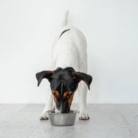 Thumbnail for SPOT Stainless Steel Mirror Finish Bowl, Durable Chew-Proof Food/Water Dish for Mini Dogs, Small Dogs, and Puppies, 2 Cups (16 oz) Capacity
