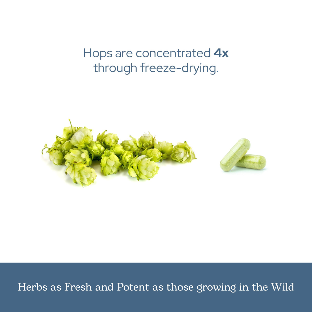 Eclectic Herb - Hops Capsules | Natural Relaxation & Sleep Support | Antioxidant Support | Herbal Supplement | Vegan, Non-GMO, Gluten Free, Freeze-Dried (90 CT | 200 mg)
