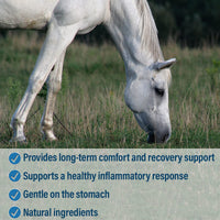 Thumbnail for Absorbine Bute-Less Long-Term Horse Comfort & Recovery Supplement Solution, Gentle on Stomach, Devil's Claw, Vitamin B-12, Yucca, 32oz / 32 Day Supply