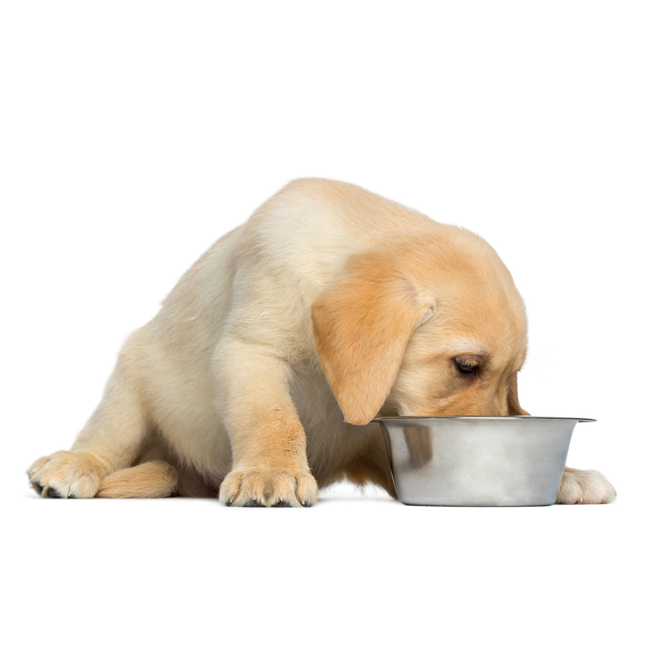 SPOT Stainless Steel Mirror Finish Bowl, Durable Chew-Proof Food/Water Dish for Mini Dogs, Small Dogs, and Puppies, 2 Cups (16 oz) Capacity