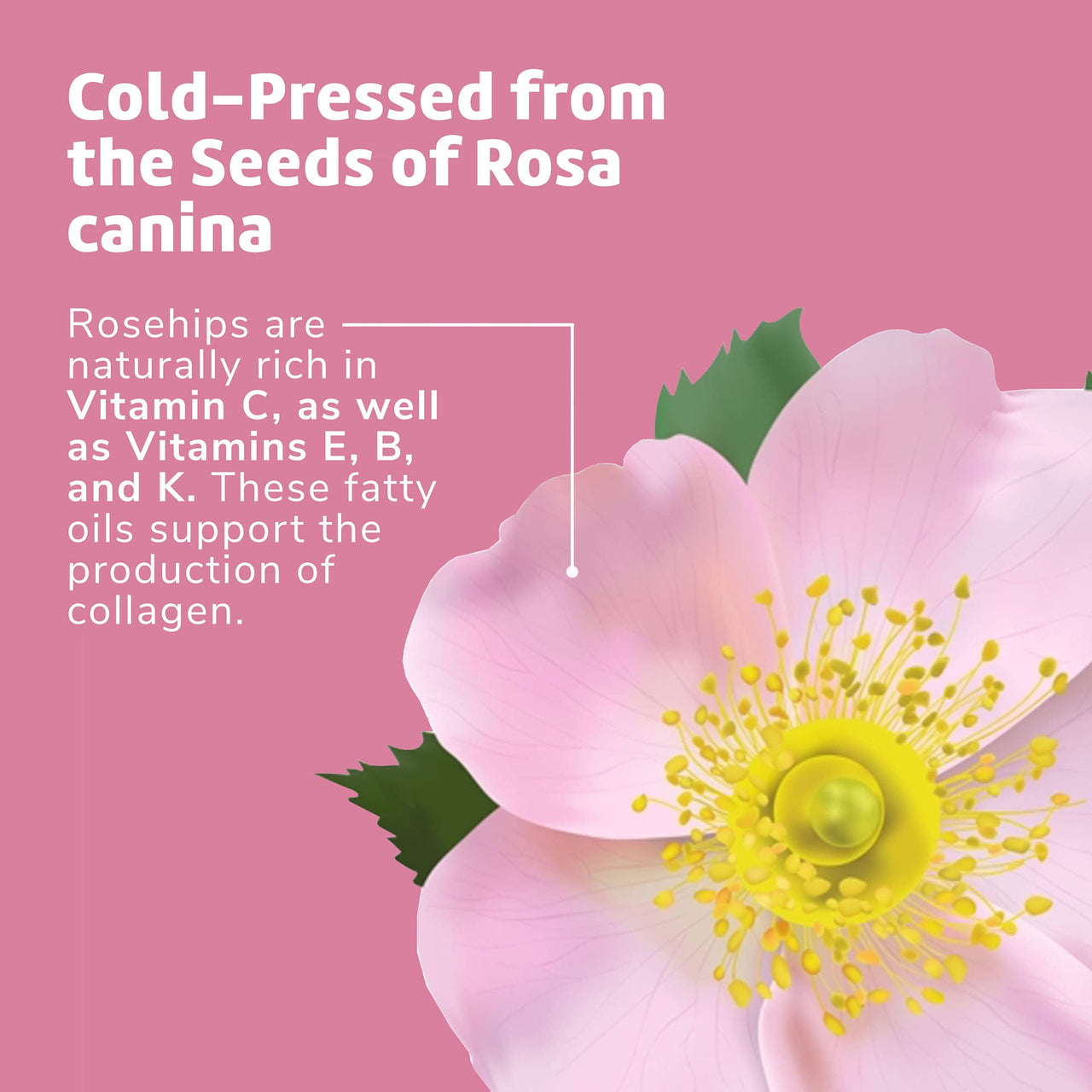 De La Cruz Rosehip Oil, 100% Pure Unrefined Cold-Pressed Chilean Rosehip Seed Oil, Moisturizer To Reduce Fine Lines, Wrinkles 1Fl Oz