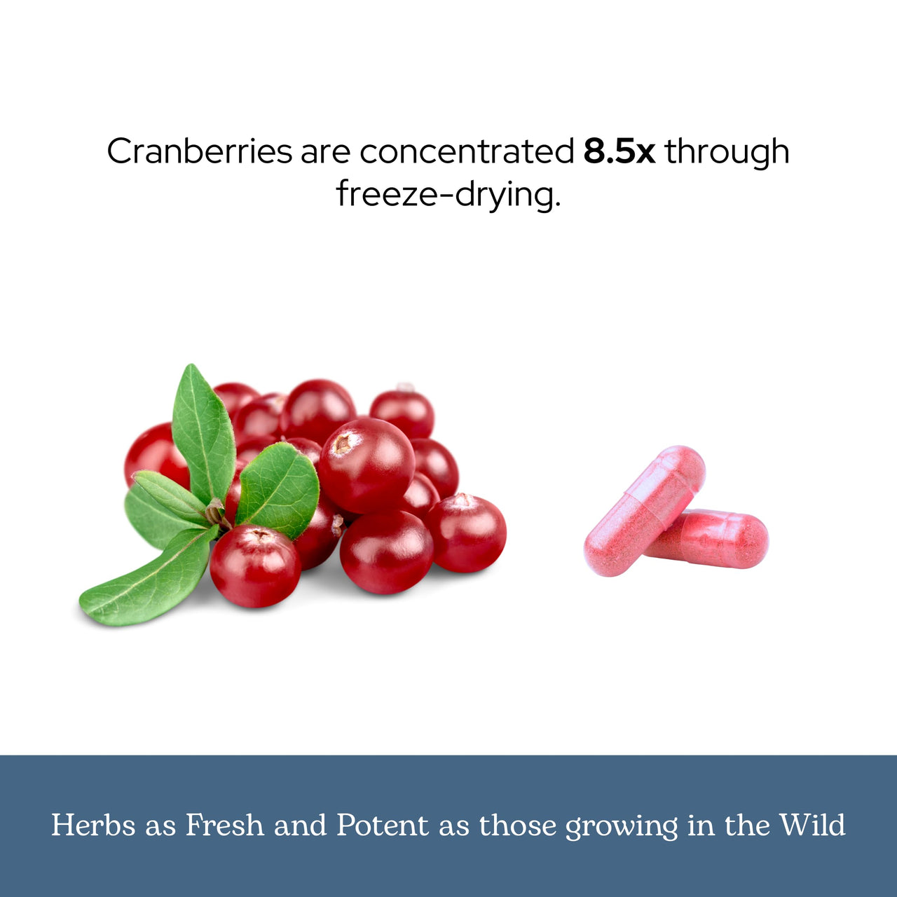 Eclectic Herb - Premium Freeze Dried Cranberry Capsules | Urinary Tract Support | Cranberry Supplement for Urinary Tract Health | US-Grown, Organic, Non-GMO, Gluten Free, Vegan (120 CT | 300 mg)