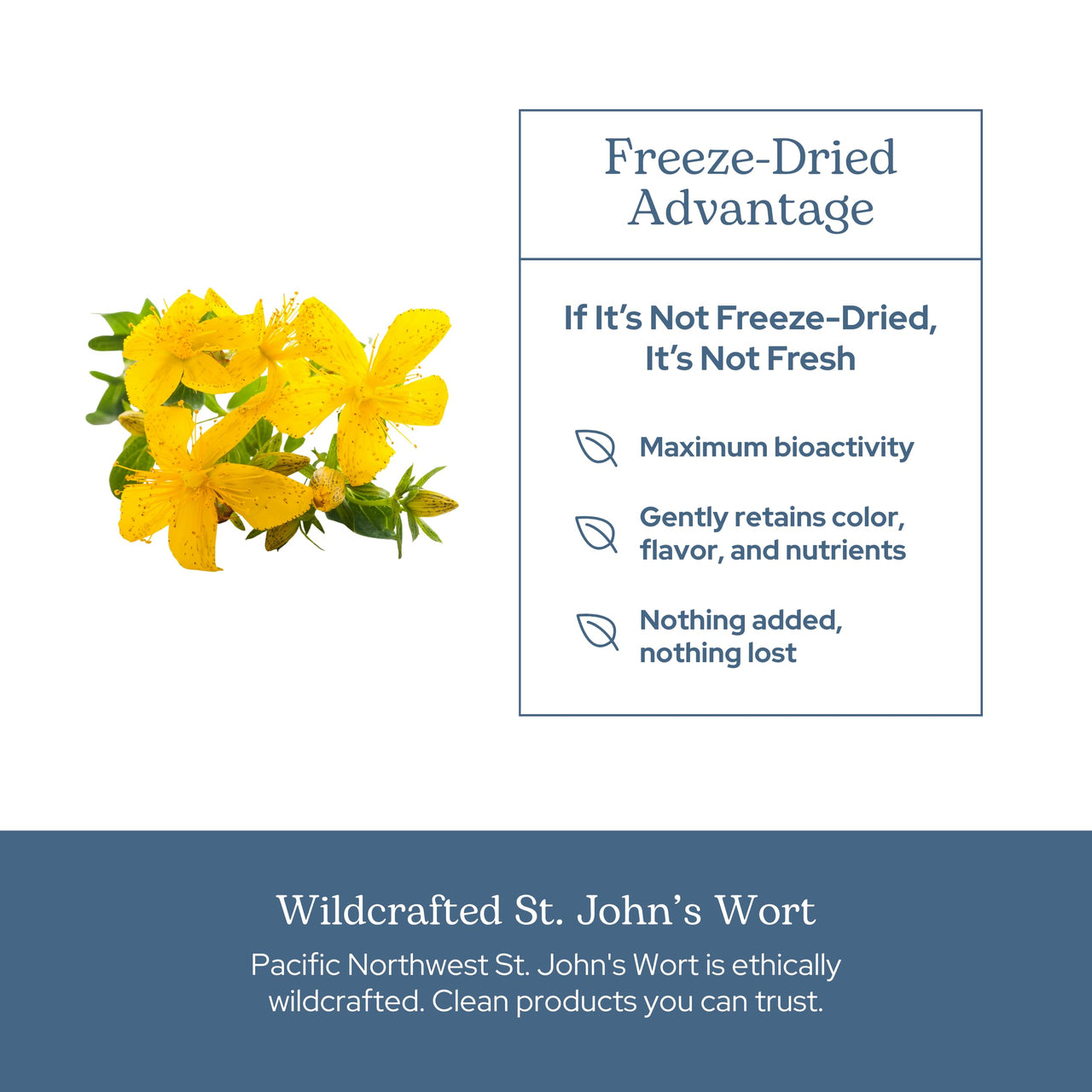 Eclectic Herb - St. John's Wort Capsules | Nervous System & Immune Support | Promotes a Positive Mood | Vegan, Non-GMO, Gluten Free, Freeze-Dried (120 CT | 300 mg)