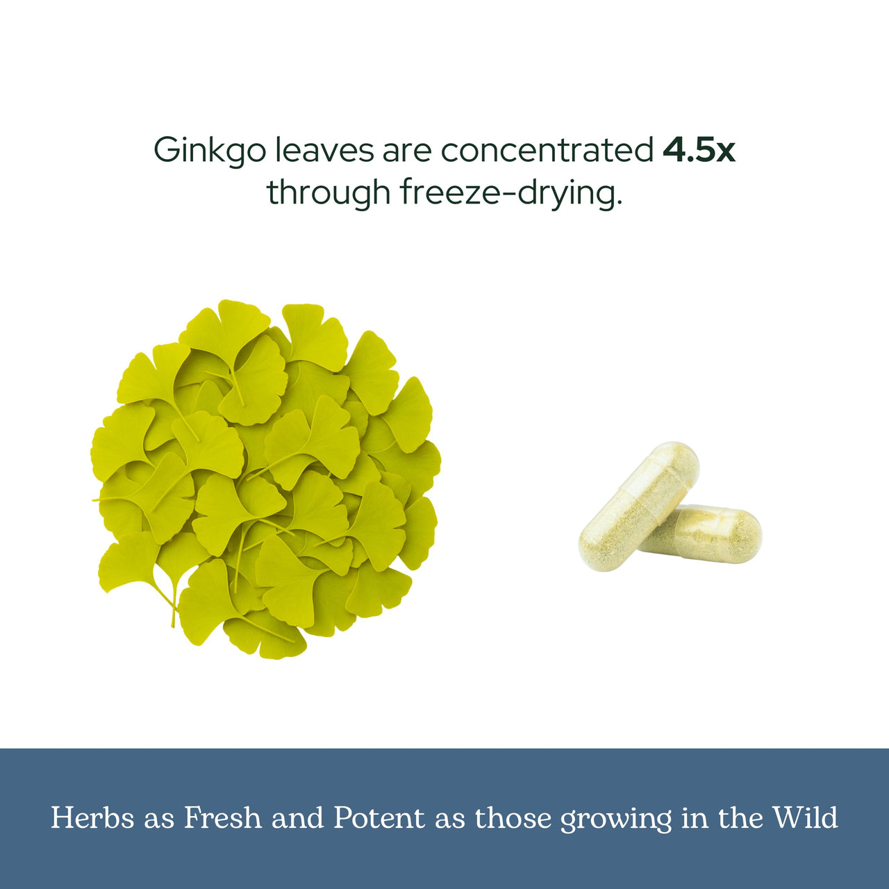 Eclectic Herb - Ginkgo Biloba Capsules | Brain Support Supplement | Cognitive Function & Circulatory Support | Focus & Memory | Vegan, Non-GMO, Gluten Free, Freeze-Dried (120 CT | 450 mg)