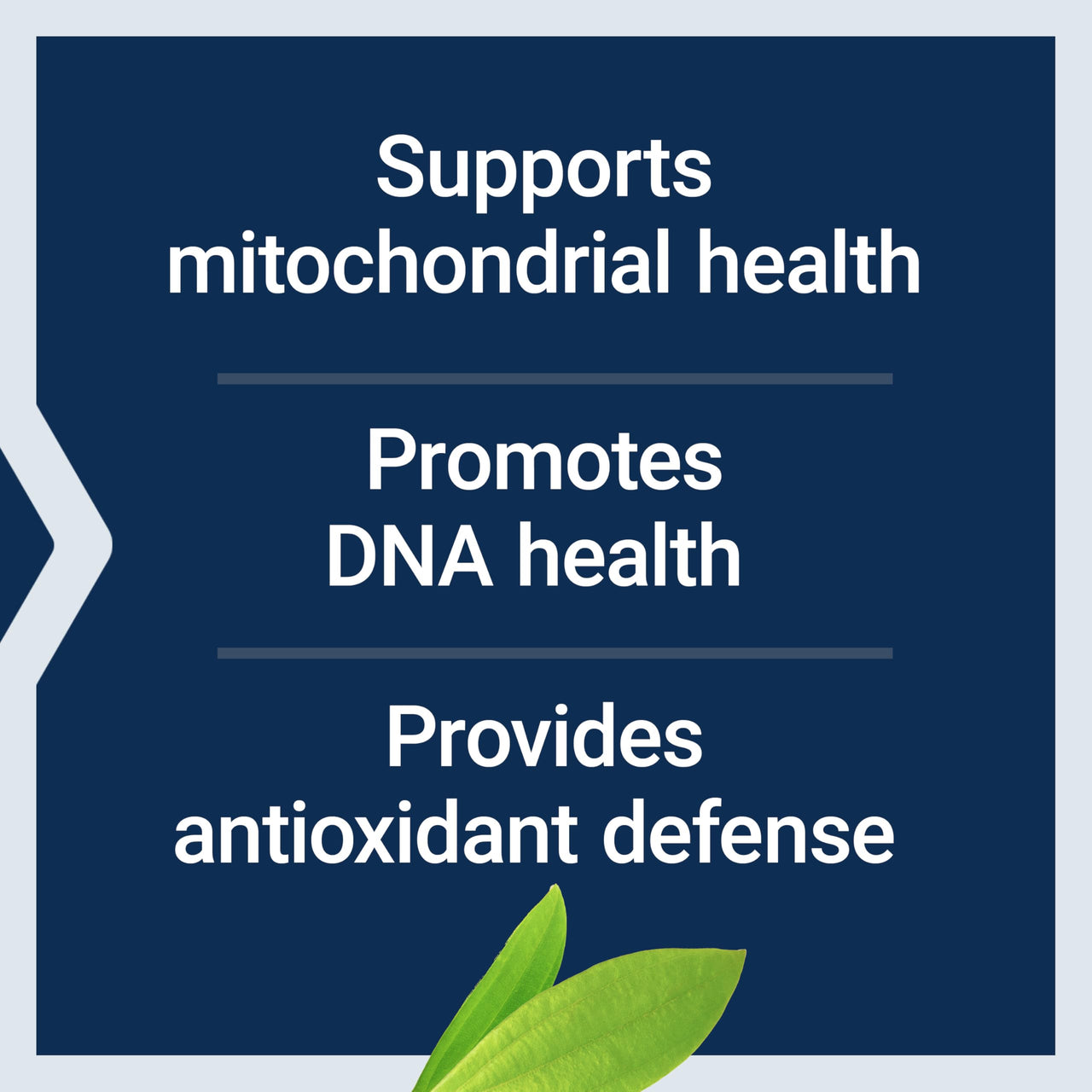 Life Extension Chlorophyllin, antioxidant & DNA Health Support, Gluten-Free, Non-GMO, Vegetarian, 100 Vegetarian Capsules