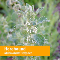 Thumbnail for Herb Pharm Horehound Liquid Extract for Respiratory System Support - 1 Ounce