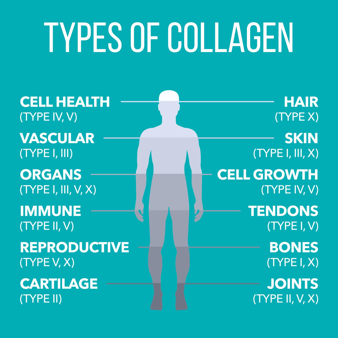 NaturesPlus Collagen Peptides - 0.65 lbs Powder - Hair, Skin, Nail & Joint Health, Immune System Support - Non-GMO, Gluten Free - 28 Servings