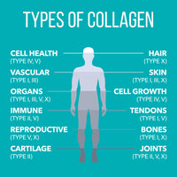 Thumbnail for NaturesPlus Collagen Peptides - 0.65 lbs Powder - Hair, Skin, Nail & Joint Health, Immune System Support - Non-GMO, Gluten Free - 28 Servings
