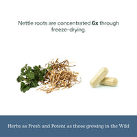 Thumbnail for Eclectic Herb - Nettle Root Capsules | Prostate, Urinary Tract, and Male Health Support | Vegan, Non-GMO, Gluten Free, Freeze-Dried (90 CT | 250 mg)