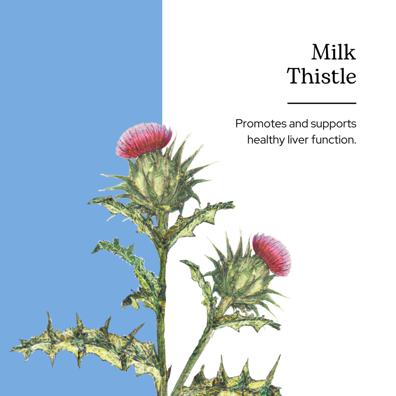 Eclectic Herb - Organic Milk Thistle Liquid Extract (Silybum marianum) | Liver Support & Detox | Herbal Tincture | Vegan, Non-GMO, Gluten Free (1 fl oz | 30 ml)