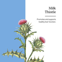 Thumbnail for Eclectic Herb - Organic Milk Thistle Liquid Extract (Silybum marianum) | Liver Support & Detox | Herbal Tincture | Vegan, Non-GMO, Gluten Free (1 fl oz | 30 ml)