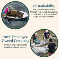 Thumbnail for Maine Coast Sea Vegetables Kombu Sugar Kelp Leaf Bag | Organic Seaweed | Low Sodium Salt Alternative | Rich in Iodine | Ideal for Soups, Salads, Cooking | 2 Oz / 56 g (Pack of 2)