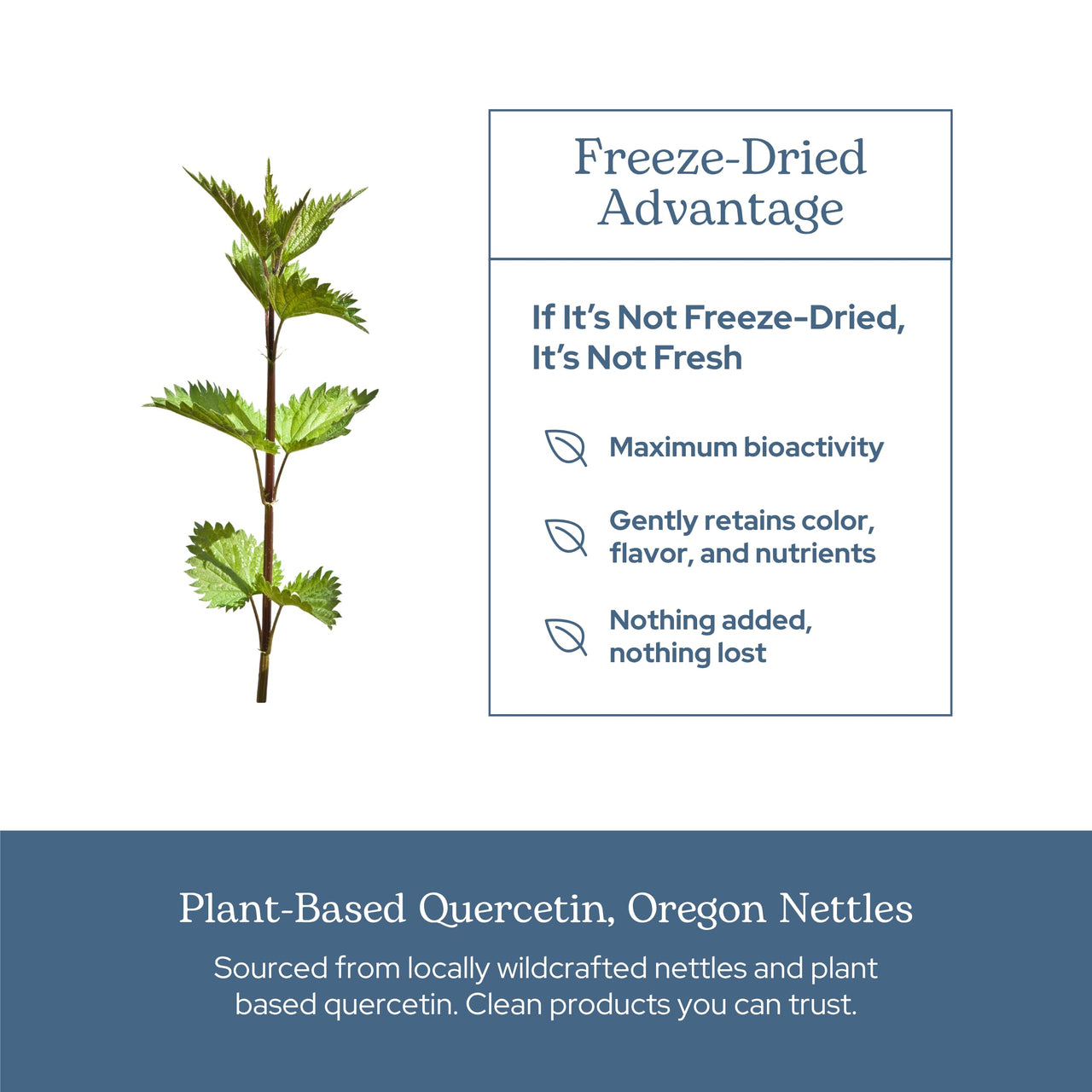 Eclectic Herb - Nettle Quercetin Capsules | Non-GMO, Vegan | 90 CT