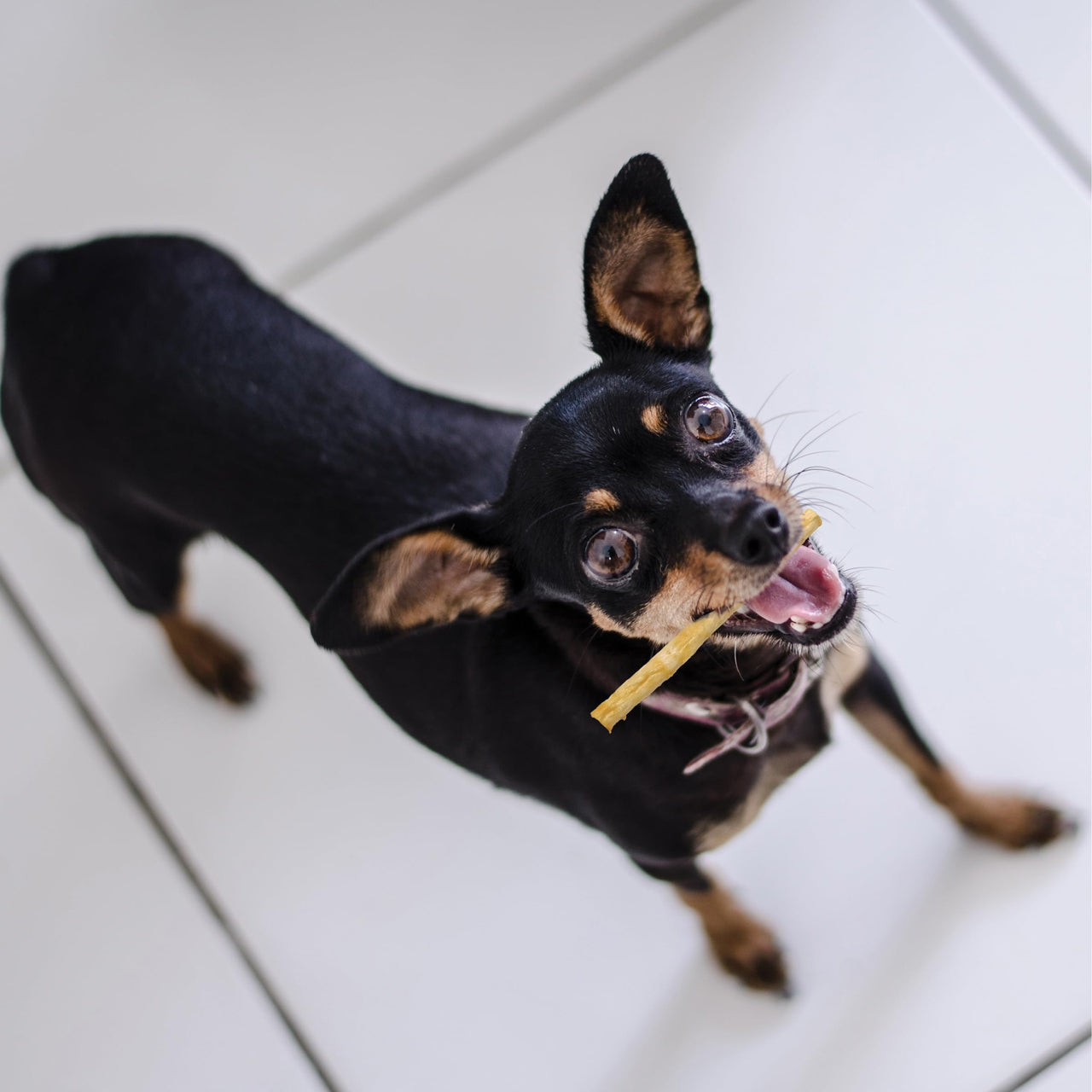 Fieldcrest Farms Nothin' to Hide Twist Stix, Peanut Butter Flavor, Easily Digestible, Supports Skin, Coat, Joints & Muscles, for Moderate Chewers Under 15lbs, 10 Pieces