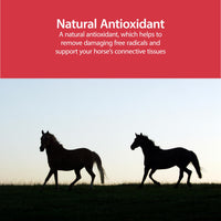 Thumbnail for AniMed Pure MSM Supplement for Horses, 1-Pound…