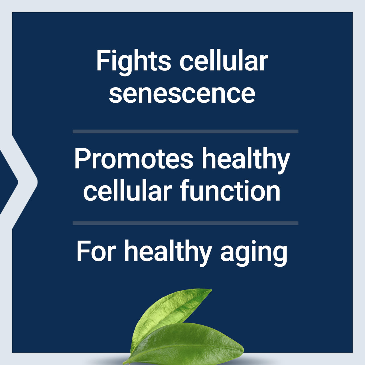 Life Extension GEROPROTECT® Ageless Cell™, Cellular Health, Healthy Aging, Vitamin E, N-Acetyl-L-cysteine, Green Tea Extract, myricetin, Gluten Free, Non-GMO, 30 softgels