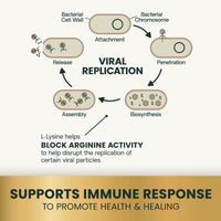 Thumbnail for VetriScience Lysine Immunity Health Chews, 250 mg Immune Supplement for Cats and Kittens with Allergies, Sneezing, Runny Nose and Watery Eyes, Chicken, 90 Count