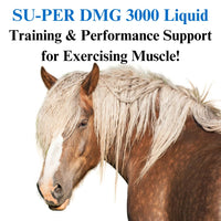 Thumbnail for SU-PER DMG 3000 Horse Supplement - Training & Performance Support Liquid - Supports Normal Cardiovascular Immune & Muscle Function - 1 Quart