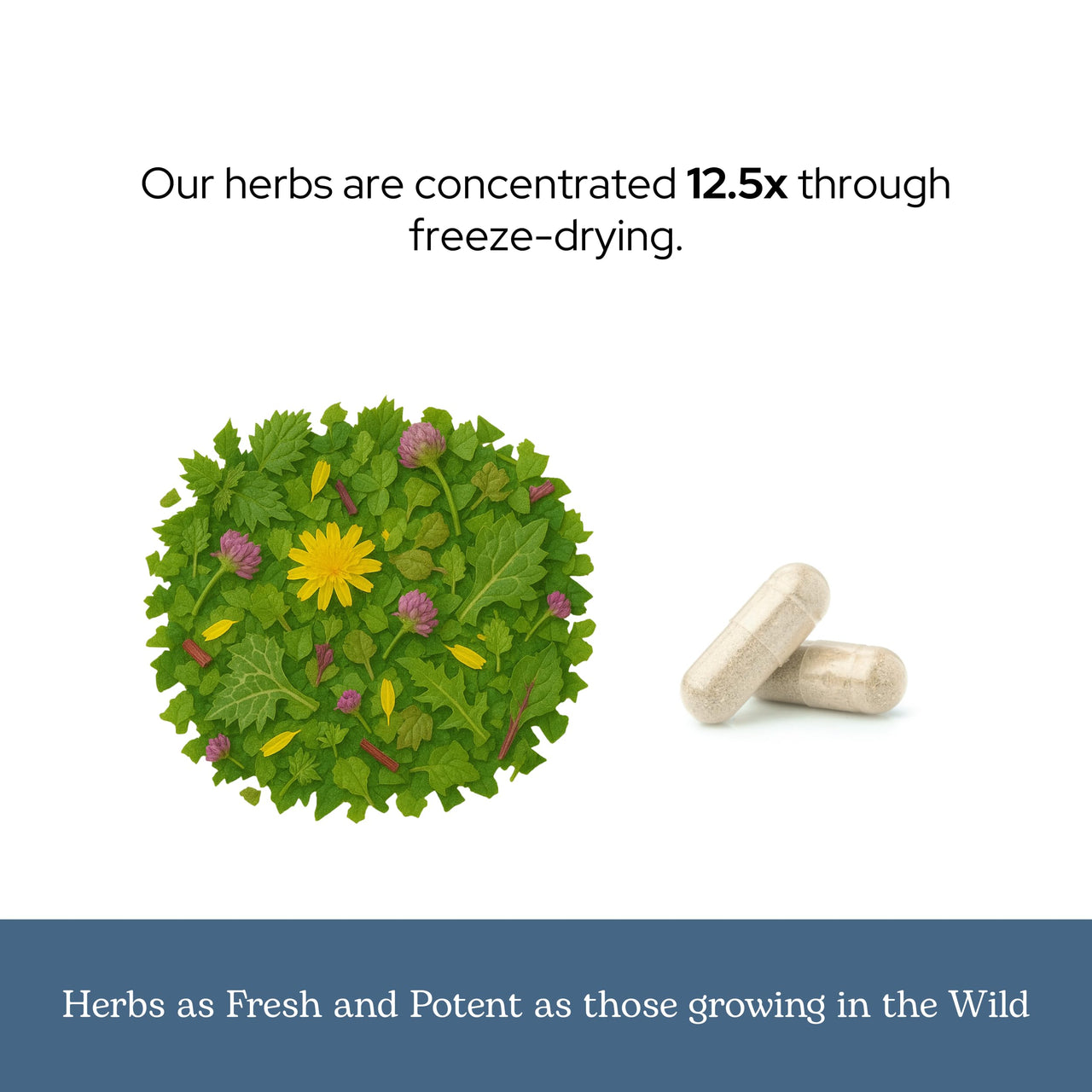 Eclectic Herb - Lymph & Blood Cleanse | Lymphatic & Circulatory Support | Freeze Dried, Concentrated Herbal Supplement | Natural, Wildcrafted, Non-GMO, Gluten Free, Vegan (45 CT | 285 mg)