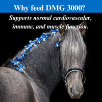 Thumbnail for SU-PER DMG 3000 Horse Supplement - Training & Performance Support Powder - Supports Normal Cardiovascular Immune & Muscle Function - 2.5 Pounds