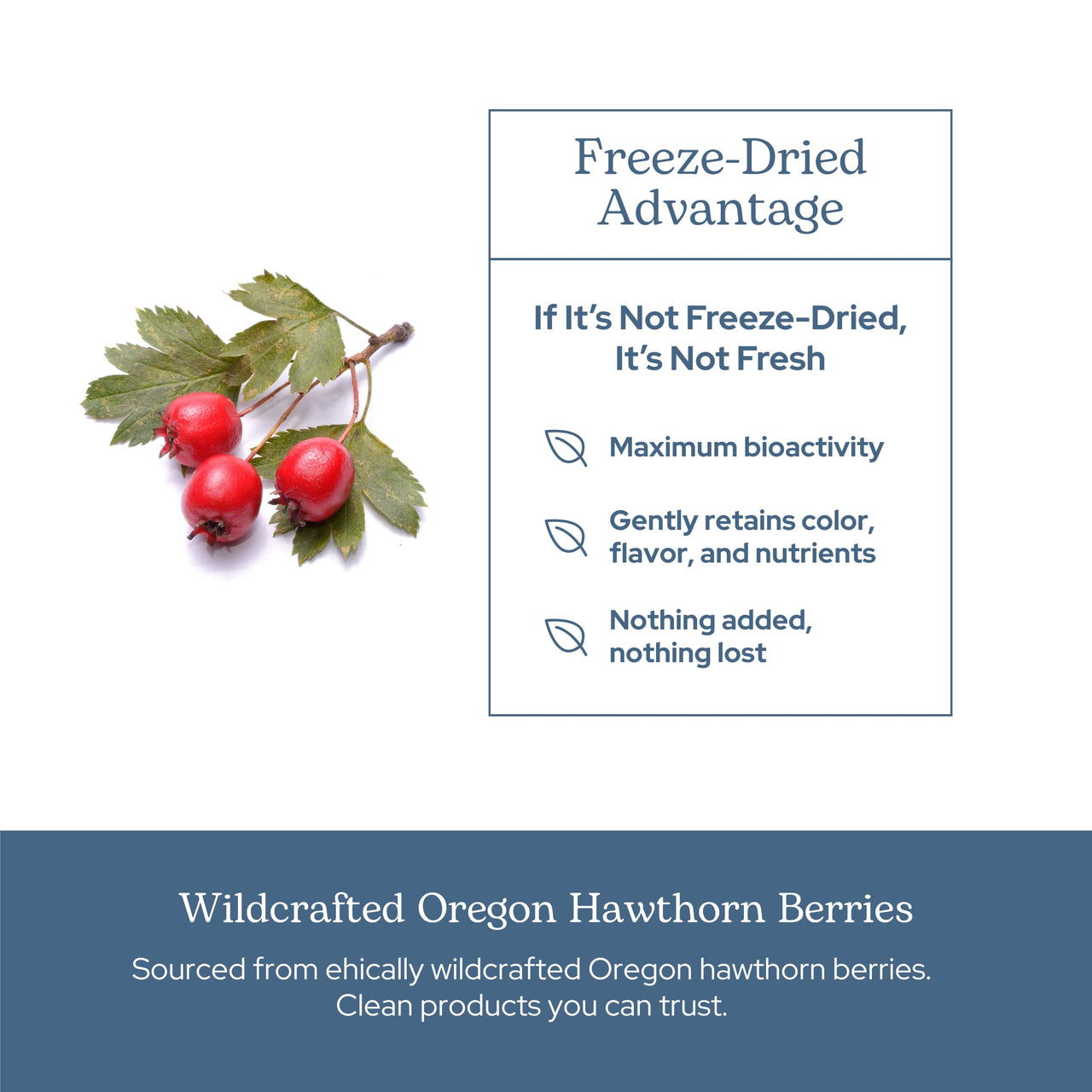 Eclectic Herb - Hawthorn Berry Capsules | Cardiovascular Support | Heart Health, Circulation & Digestion Support | US-Grown, Vegan, Non-GMO, Gluten Free (90 CT | 500 mg)