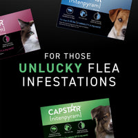 Thumbnail for Capstar (Nitenpyram) Fast-Acting Oral Flea Treatment for Dogs 2-25 Lbs, Vet-Recommended Medication Tablets, Flea Tablets for Dogs Start Killing in 30 Minutes, 6 Doses