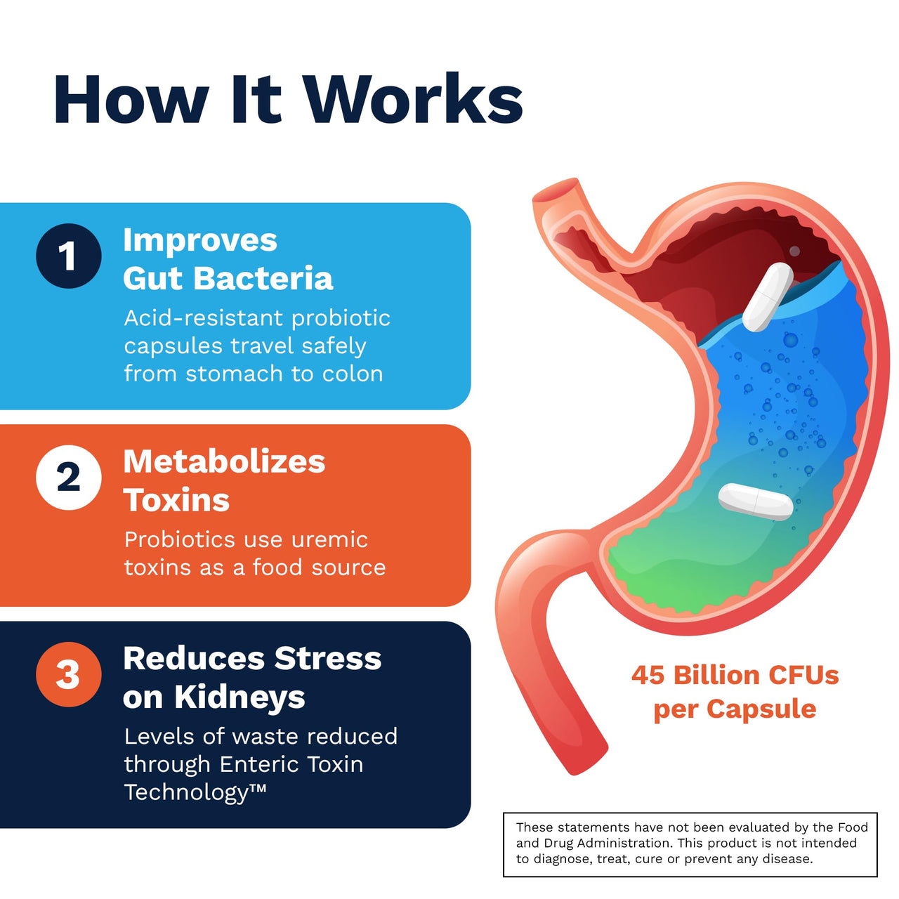 Renadyl Kidney Probiotic Supplement | Urea, Creatinine, & Uric Acid Support | 45 Billion CFUs | Clinically Tested, Non-GMO, & Made in USA, 180 Capsules (3 Bottles, 3 Month Supply)