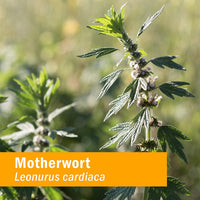 Thumbnail for Herb Pharm Certified Organic Motherwort Liquid Extract for Endocrine System Support - 1 Ounce