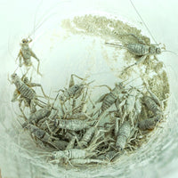 Thumbnail for Rep-Cal SRP00200 Phosphorous-Free Calcium Ultrafine Powder Reptile/Amphibian Supplement with Vitamin D3