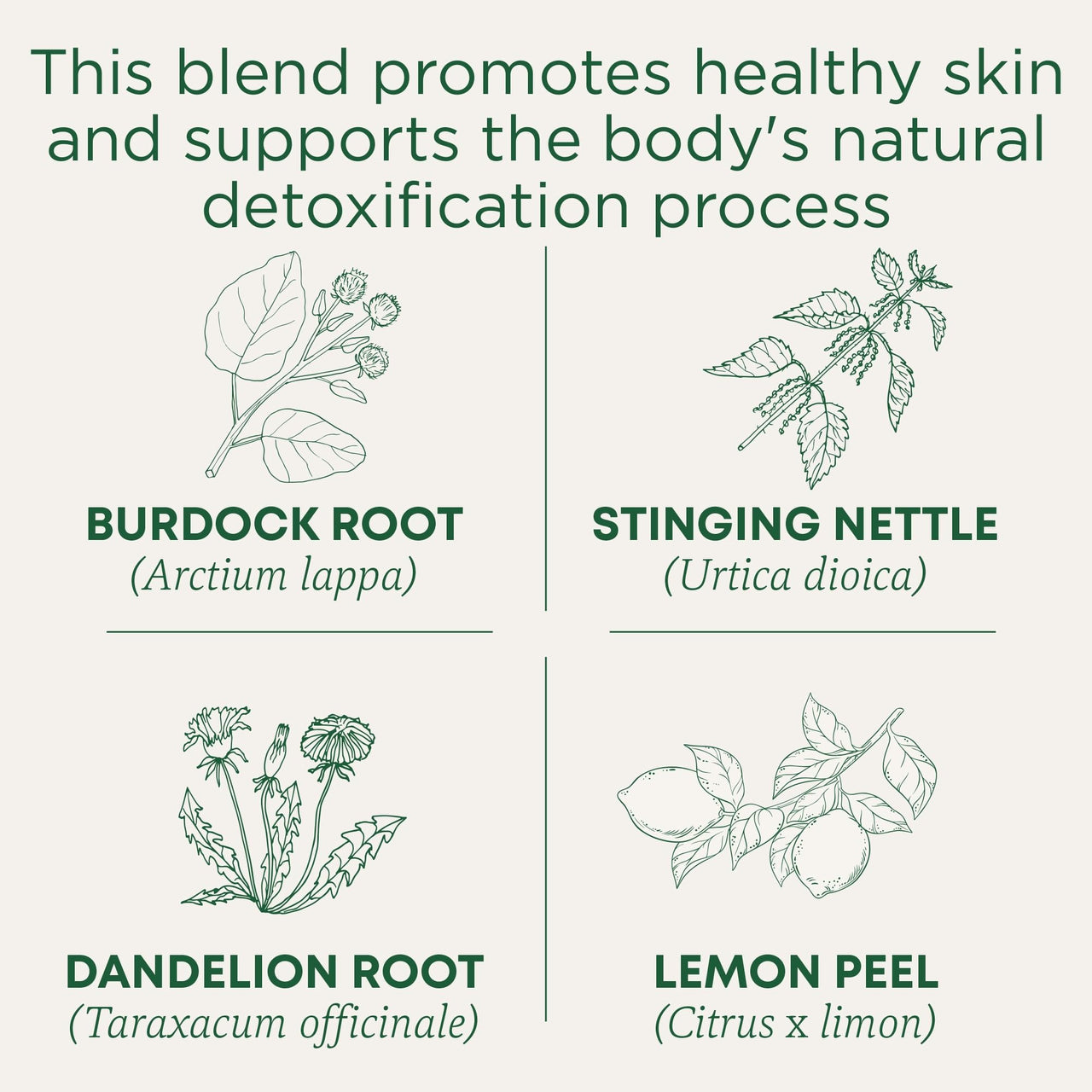 Traditional Medicinals Tea, Organic EveryDay Detox Lemon, Supports Healthy Skin & Liver Function, Detox, Kosher, Non-GMO, Caffeine-Free, Compostable - 96 Tea Bags (Pack of 6)