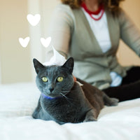 Thumbnail for earthbath Hypo-Allergenic Grooming Wipes - Fragrance Free Aloe Vera, Vitamin E, Gentle on Sensitive Skin, Good for Dogs & Cats - Handily Clean Your Pets' Dirty Paws & Undercoat - 100 Count, Pack of 1